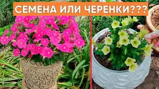 ВЫ НЕ ПОВЕРИТЕ СВОИМ ГЛАЗАМ!!! Огромная разница между петуниями из семян и вегетативными.