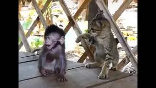 Baby monkey fighting with cat, who will win? 