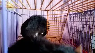 Кошка на сене, крысы-ёжики и шиншиллята