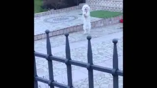 Dance dog, cane che balla