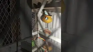 First time flys #village #shortvideo #birdslover