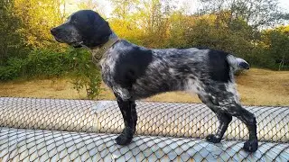стричь или не стричь ... Русский Спаниель
