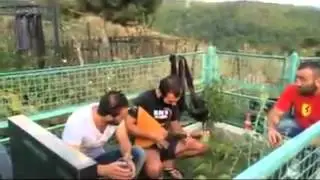 simgera aluda qetelauris saflavze