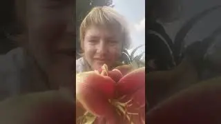 Решено! Следующей весной посажу 300 лилий!!!