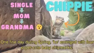 Meet Chippie: The Original, Brave Chipmunk of Our Backyard