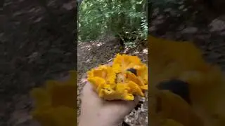 mazzo di funghi #funghi