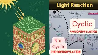 Mechanism of Light Reaction|Non-Cyclic phosphorylation |Cyclic phosphorylation |Chemiosmosis