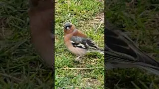 Gözlüklü Kuş 🐦  Cool Bird with Sunglasses 😎 Eurasian Chaffinch