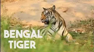 Royal Bengal Tiger | most 8 part of Bengal tiger 🐅 | #royalbengaltiger #youtube #entertainment