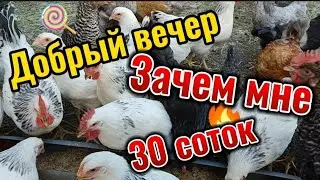 Зачем мне 30 соток, что самое главное в пересадке цветов, мои мысли про цены на дома в станице