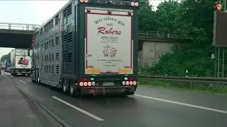 Как путешествуют свиньи по Германии😀🐷 18.05.2017