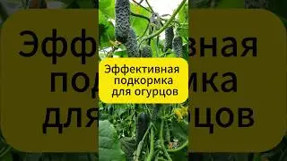 МОРЕ огурцов обеспечено  #огород #дача #овощи #огурцы