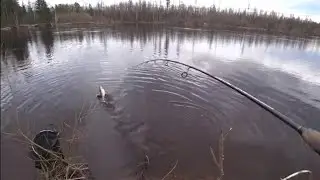 IZ SAROGA FISHING ON THE BOTTOM AND FLOAT. Summer fishing 2021.
