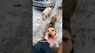Вся банда сытая с утра😀 