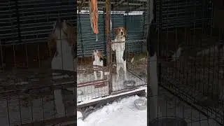 Щенки русской пегой гончей 4 месяца 16 дней