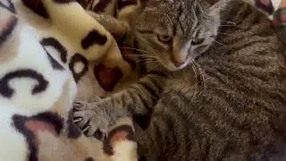 Real Cat Love❤️