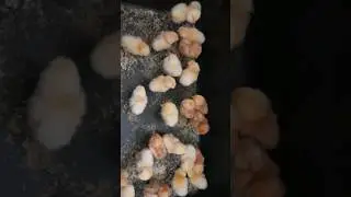 25 жёлтых одуванчиков!