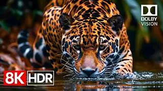 Unreal Clarity in 8K Dolby Vision HDR 60fps | 8K Video Ultra HD