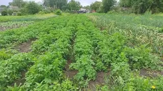 Красный клевер и другие бобовые: их польза для урожая