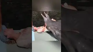 What You Didn't Know About Dolphins