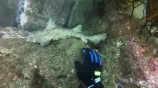 Spearfishing Long Beach