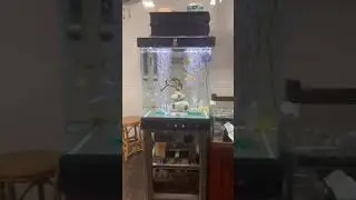 water dragon