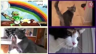 Cats Meowing RAINBOW CONNECTION [Kid's Song] (Acapella)