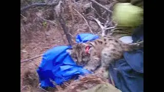Kittens - Bay Area Puma Project