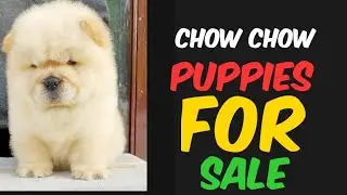 CHOW CHOW PUPPIES FOR SALE |PET MARKET IN HYDERABAD | DOGS For Sale | Dog Breeders in Hyderabad |