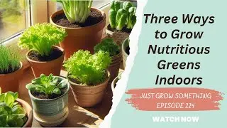Three Ways to Grow Nutritious Greens Indoors - Ep. 234