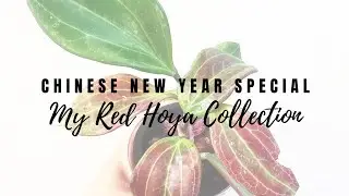 Chinese New Year Special: My Red Hoya Collection