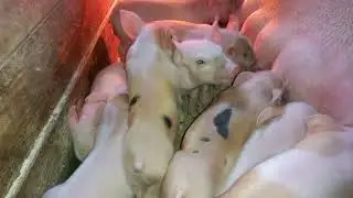 ‼️## Забой свинки породы Пьетрен ##‼️