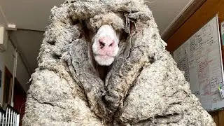 Загадочное существо вышло к людям...