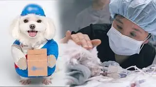 Do you know the famous dog Kyungtae raised by a delivery man? (Abandoned Kyungtae)