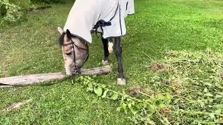 Вяленый на солнце Топинамбур
