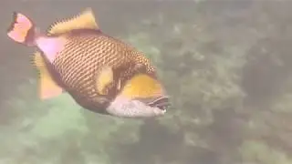 Diving on Koh Tao