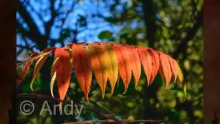 Herbstbilder