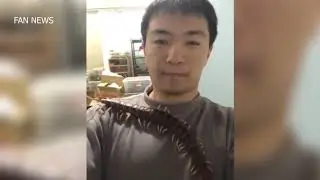 Scolopendra, full contact with a fantastically creepy giant creature!