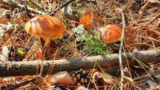 МАСЛЯТА! 🍄🍄🍄Грибные поляны в ленточном бору 🌲🌲🌲
