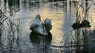 Лебедь 🦢 Леонид после жаркого дня 🙌😍🥰