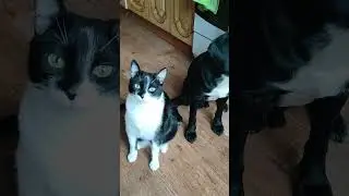 Пёс и кот