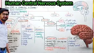 17.11 Human central nervous system | Human brain class 12