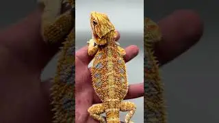 Bearded dragon juvenile size. Avoid buying baby size below 5 inches. #reptile #animal