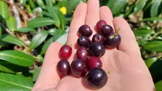 Lovor višnja  Prunus laurocerasus idealna ukrasna vrsta za vašu živu ogradu