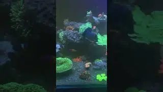 #reef #reels #new #top #морскойаквариум