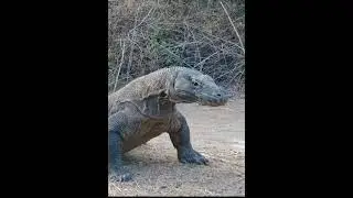Komodo Dragon