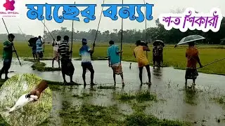 Fishing On Rainy Days 2022 |  বৃষ্টির মধ্যে মাছ শিকার | একটি জমিতে শত কুচা😲| বিয়ানীবাজার, সিলেট