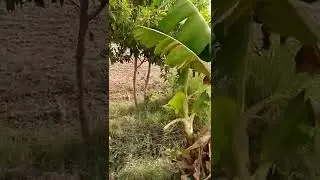 tubewell real video 