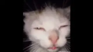 cattttttttttttttttttttttttttttttttttttttttttttttttttttttttttttttttttttttttttttttttttttttttttttttt