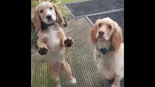 Battle Brothers of North Lancing